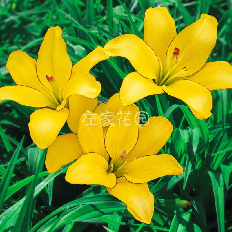 左家花园亚洲百合种球15元包邮进口百合花种子无香易繁殖四季盆栽