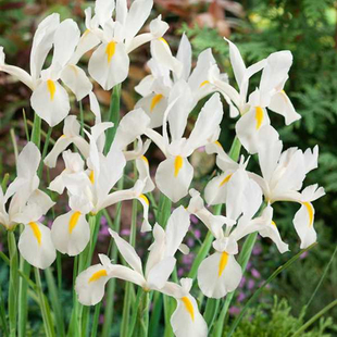 球根鸢尾种球荷兰进口土培盆栽开花植物阳台室内蝴蝶花左家花园