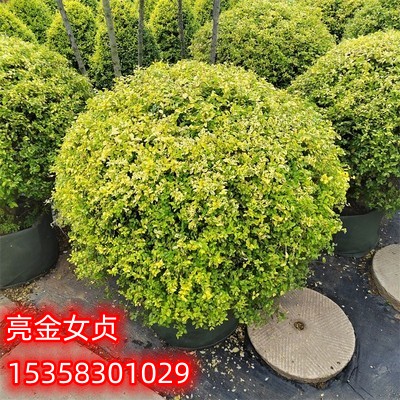 金叶亮金女贞球阳台庭院花境植物四季常青耐热耐寒V亮晶女贞塔形