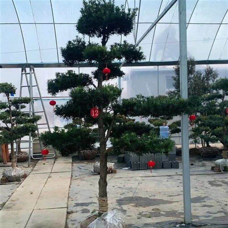 罗汉松造型树地景树庭院别s墅大门口四季常青植物工程 绿化1米以