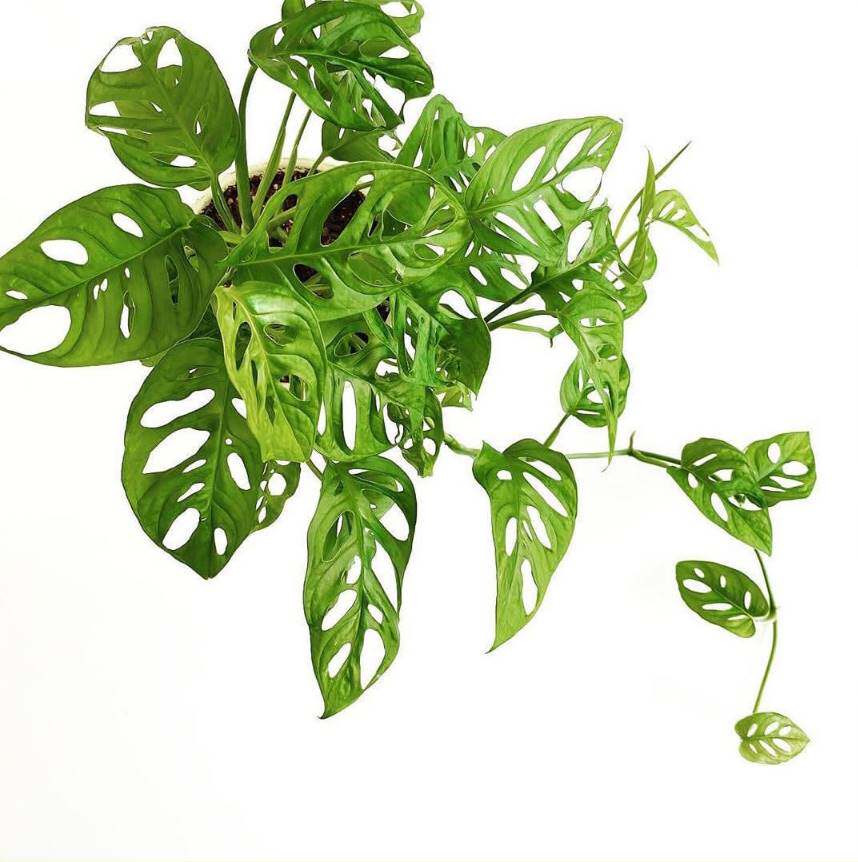 北欧风洞洞龟背竹爬藤植物仙洞垂盆盆栽室内耐阴四季好养龟背竹