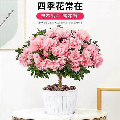 特大杜鹃盆栽带花苞四季开花结婚乔迁送礼老桩室内外阳台好养耐寒