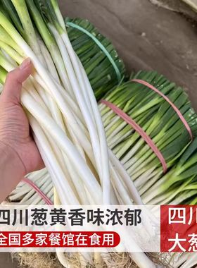 四川本地大葱新鲜蔬菜小黄葱现挖葱黄炒菜凉拌餐饮特供去老皮半叶