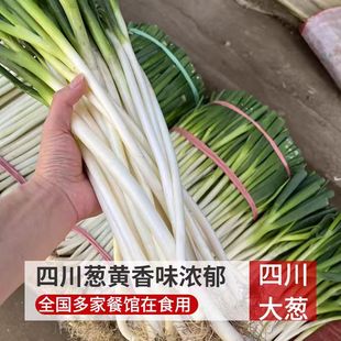 四川本地大葱新鲜蔬菜小黄葱现挖葱黄炒菜凉拌餐饮去皮半叶铁杆葱