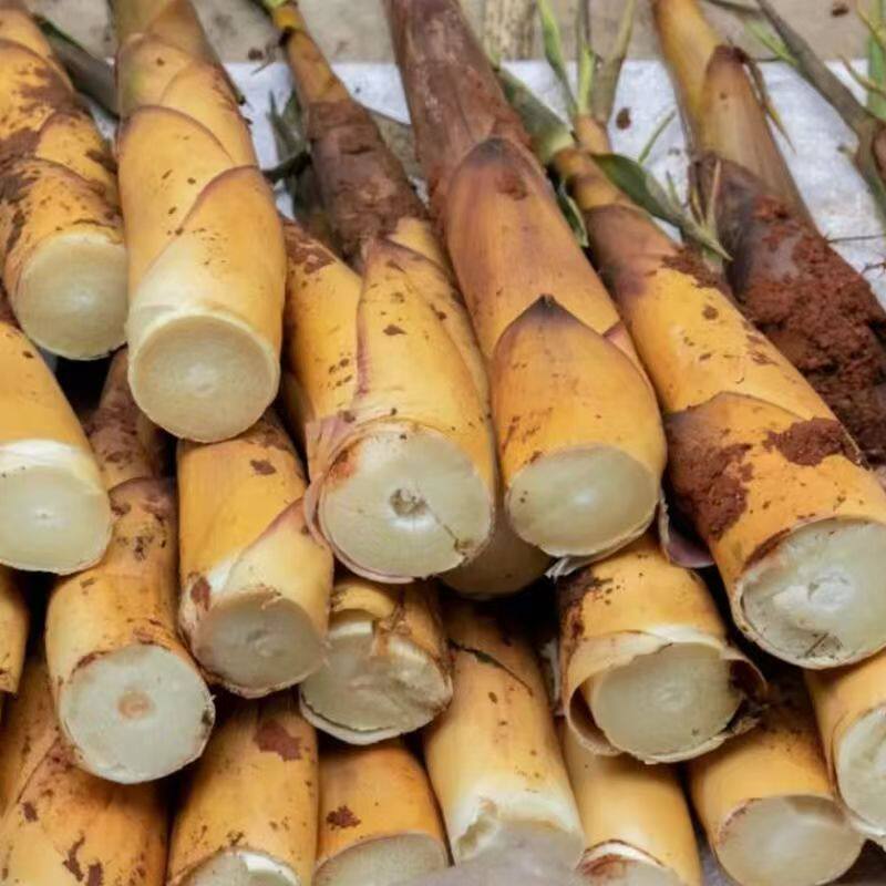 现货包邮 野生苦笋新鲜带壳 四川乐山宜宾甜竹笋苦竹笋春笋嫩笋子