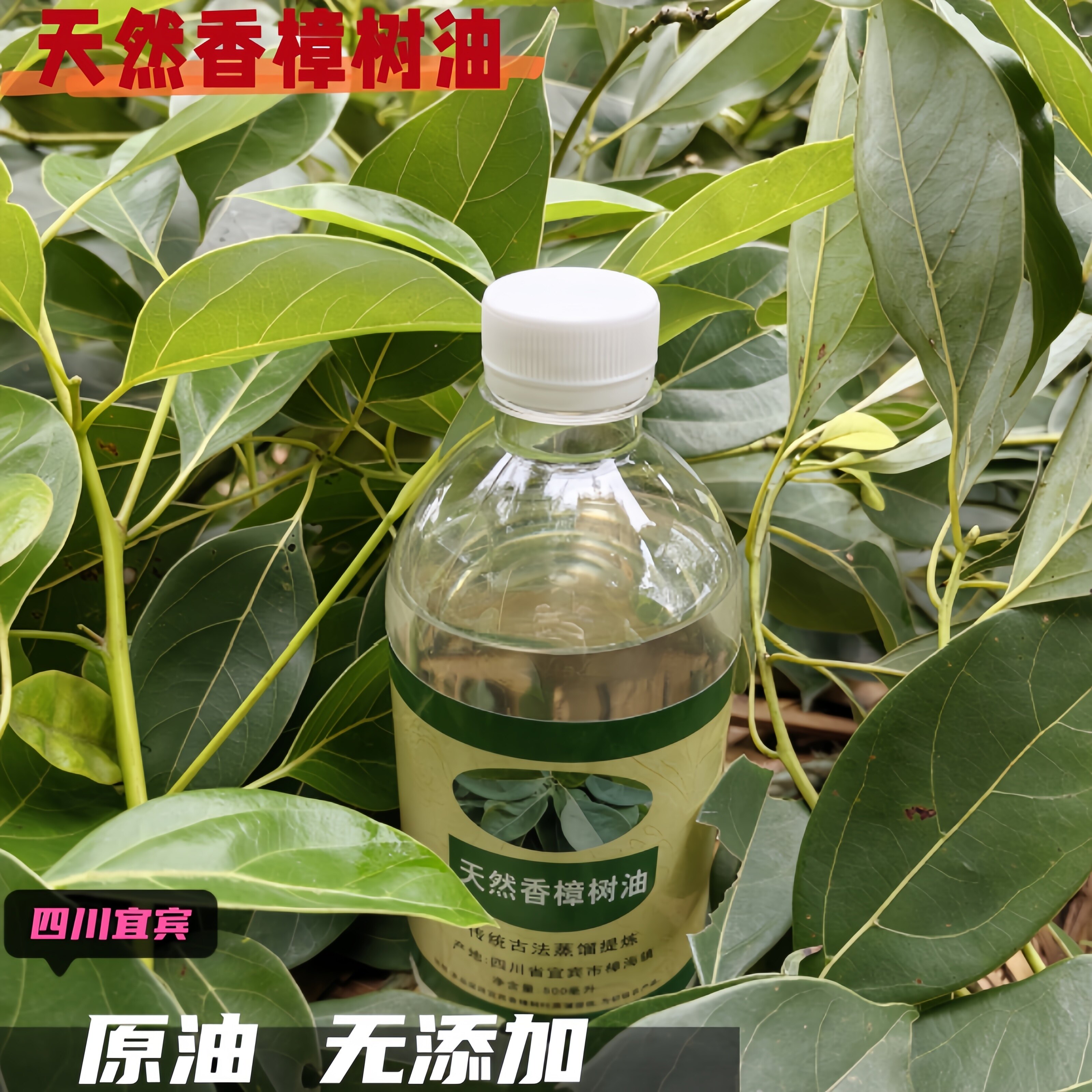 宜宾天然香樟木叶子精油防蛀驱蚊虫止痒宠物驱虫樟树为初级农产品 - 实物图