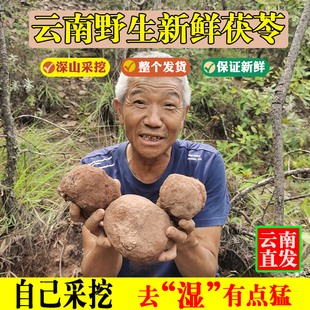 云南新鲜野生白茯苓10斤深山采挖湿茯苓现挖现发 新鲜带皮茯苓