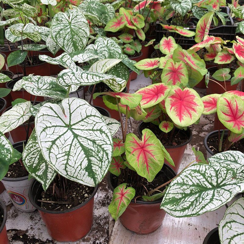 竹芋植物盆栽彩叶芋黄金芋耐阴观叶植物室内花办公室桌面绿植花卉