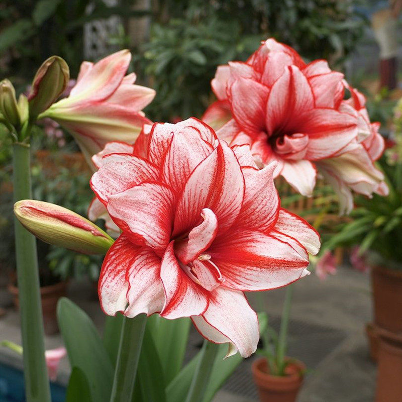 进口荷兰重瓣大花球朱顶红盆栽种球室内阳台庭院年宵花卉耐寒植物