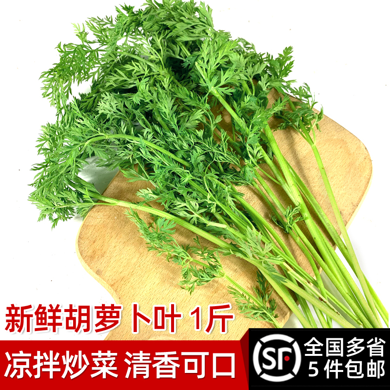 新鲜胡萝卜叶子500g 新鲜现摘萝卜叶 萝卜缨子 新鲜蔬菜胡萝卜叶