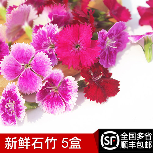 新鲜30朵*5盒摆盘装饰多省石竹梅