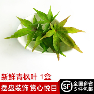盒 包邮 青枫树叶子西餐冷菜摆盘装 多省顺丰5件 饰 新鲜绿枫叶30片
