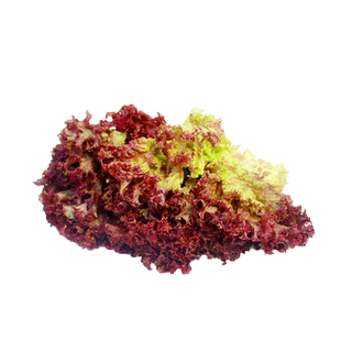 绿食者 红叶生菜500g 罗莎红紫叶生菜新鲜沙拉蔬菜西餐食材罗沙红