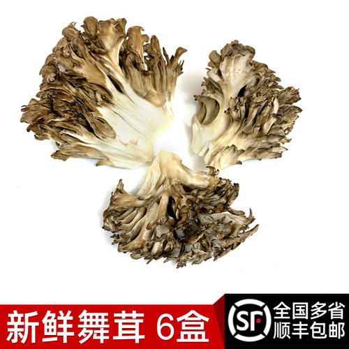 新鲜灰树花150g*6盒装舞茸茶栗蘑