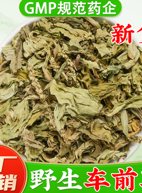 野生车前草中药材正品旗舰店猫爪草车钱草作用新鲜干货车前草泡茶
