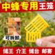 囚王笼中蜂多功能加大控王中蜂专用邮寄介王蜜蜂工具养蜂储王育王
