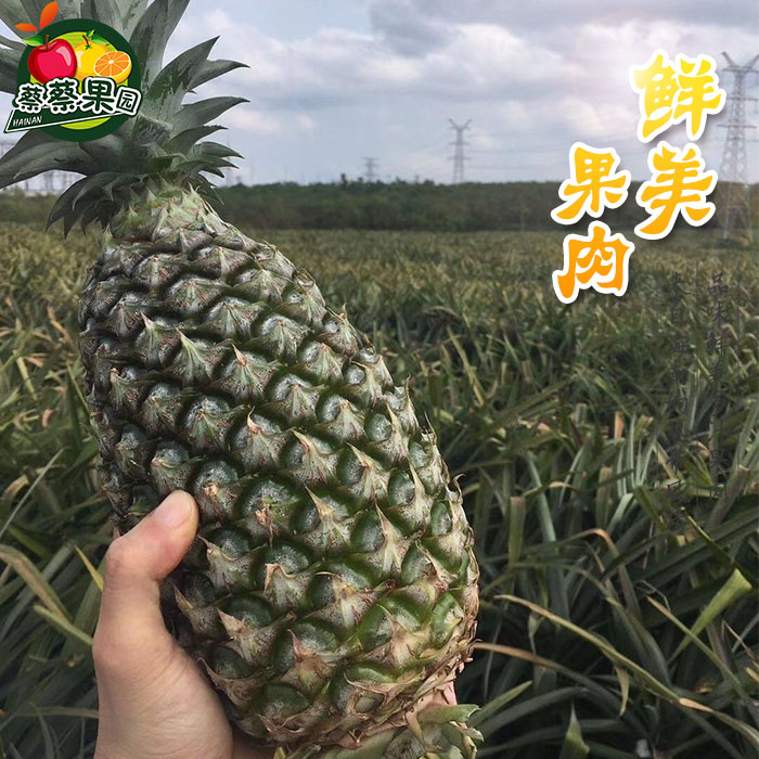 海南金钻凤梨10斤装大个应季菠萝