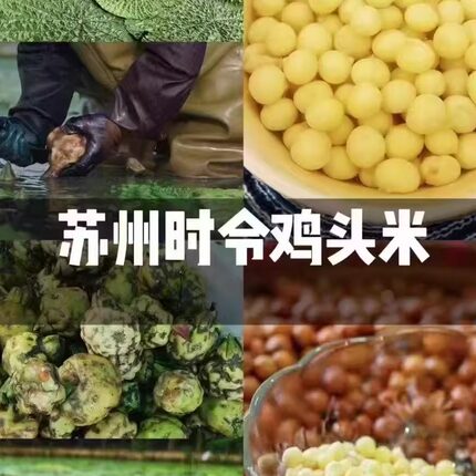 苏州特产太湖生态正宗新鲜芡实鸡头米2025新米大颗粒大果顺丰