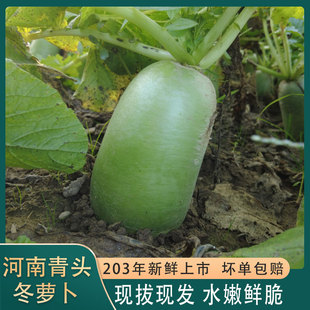 河南青头萝卜鲜脆爽口沙窝萝卜生吃凉拌炖锅白心青萝卜绿皮冬萝卜