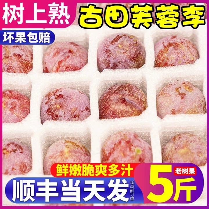 正当季!古田芙蓉李新鲜顺丰速发