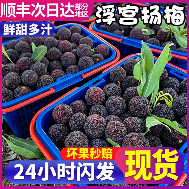 现货顺丰浮宫杨梅新鲜水果鲜果现摘现发福建漳州扬梅大果孕妇包邮