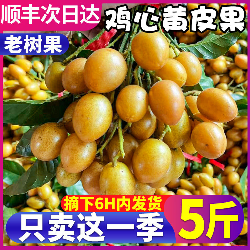 正宗广东鸡心黄皮果新鲜孕妇水果现摘黄弹子酸甜整箱5斤顺丰包邮