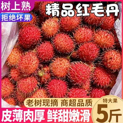 顺丰速达|精品红毛丹5斤