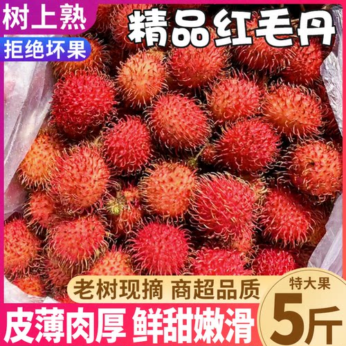 顺丰速达|精品红毛丹5斤