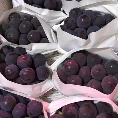 顺丰巨峰葡萄现摘阳光蜜露新鲜大颗粒无籽巨峰大葡萄香甜孕妇水果