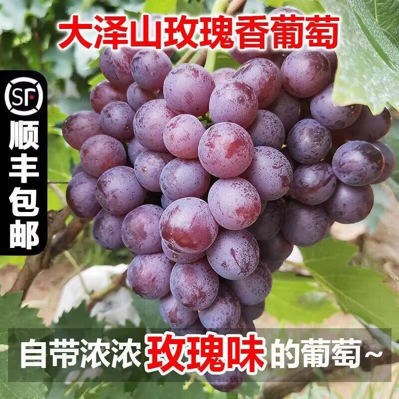 玫瑰香葡萄新鲜水果当季现摘现发玫瑰香产自大泽山孕妇水果整箱
