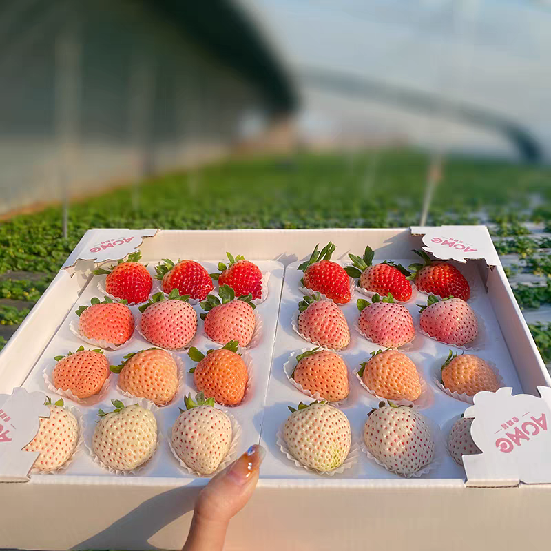 顺丰淡雪多彩草莓天使白草莓新鲜水果当季三色草莓现摘现发送礼