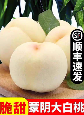 山东大白桃蒙阴奶油白玉桃当季水蜜桃脆甜白毛桃非白凤桃新鲜水果