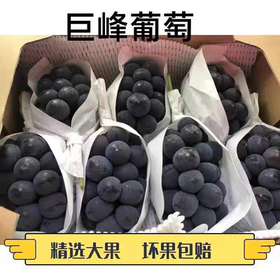 顺丰巨峰葡萄当季无籽水果孕妇甜黑加仑巨峰黑提大颗粒老树葡萄果