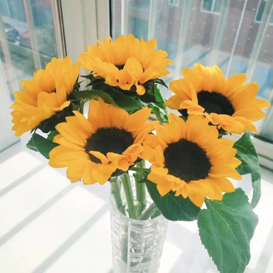 向日葵鲜花一路向阳太阳花重瓣向日葵水养插花生日祝福教师节国庆