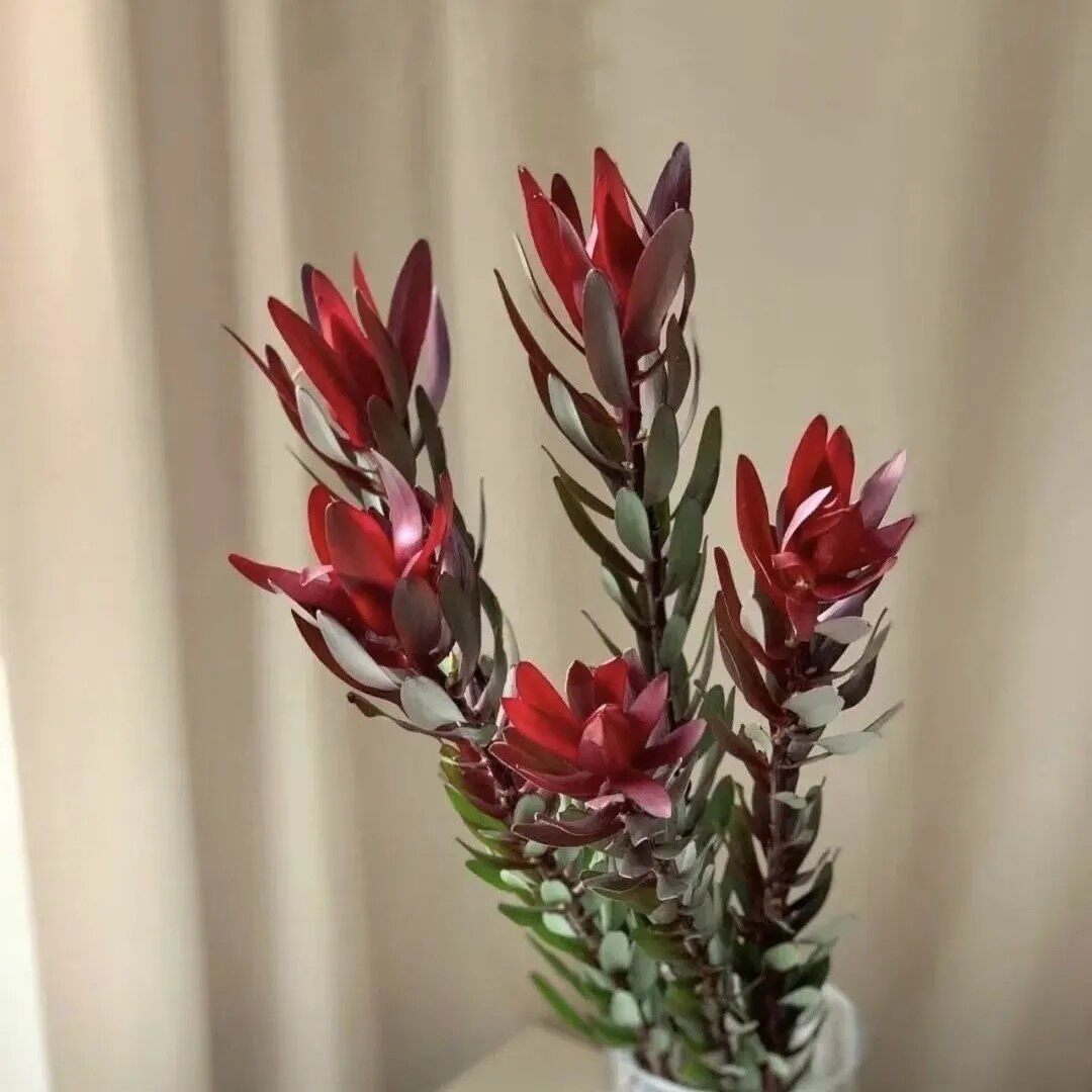 稀有品种木百合鲜切水养插花花束花艺造型花材昆明直发