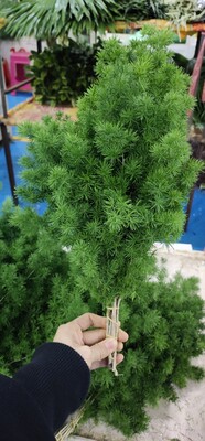 蓬莱松鲜切绿植水养昆明直发