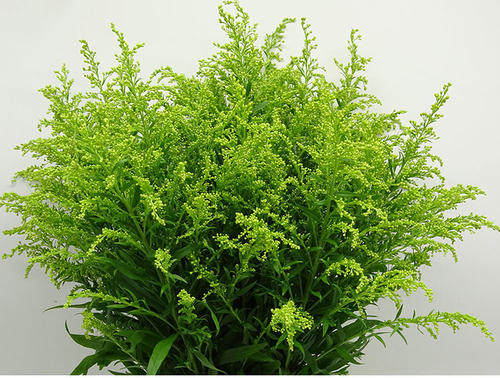 黄莺草鲜花水养插花黄莺花束配草中式花艺插花花材昆明直发