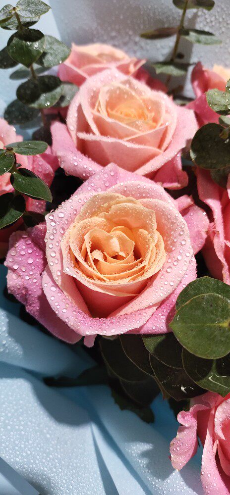 猪小姐玫瑰花鲜花水养插花20枝一把昆明直发