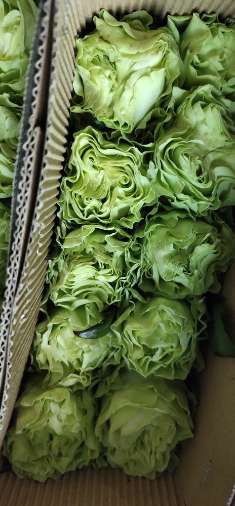 稀有花种小乔绿色玫瑰花20朵一把昆明直发