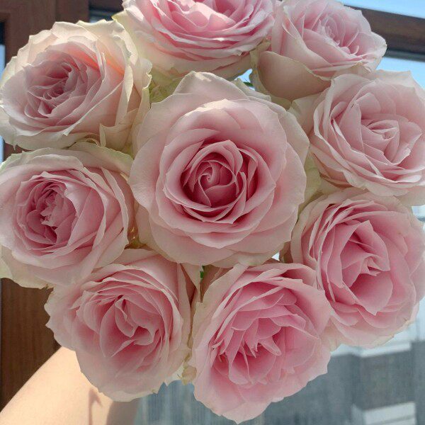 b级粉红雪山玫瑰花粉色玫瑰花20朵一把昆明直发