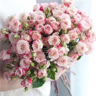 A级折射多头小玫瑰折射泡泡玫瑰10支一把昆明直发