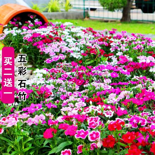 五彩石竹花种籽四季播种易成活