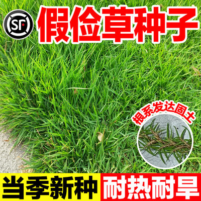 草坪种子（假俭草种子阔叶草、蜈蚣草）耐践踏 绿化护坡根系发达