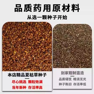 夏枯草种子麦穗花草夏谷草夏古草夏菇草夏谷球一年生花草种籽植物