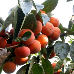 柿树种子 果树 柿子花 好吃的柿子的果实 柿子树种子包邮