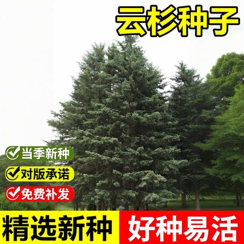 当年新采云杉种子大果云杉粗皮云杉白松庭院观赏绿化乔木树种籽子