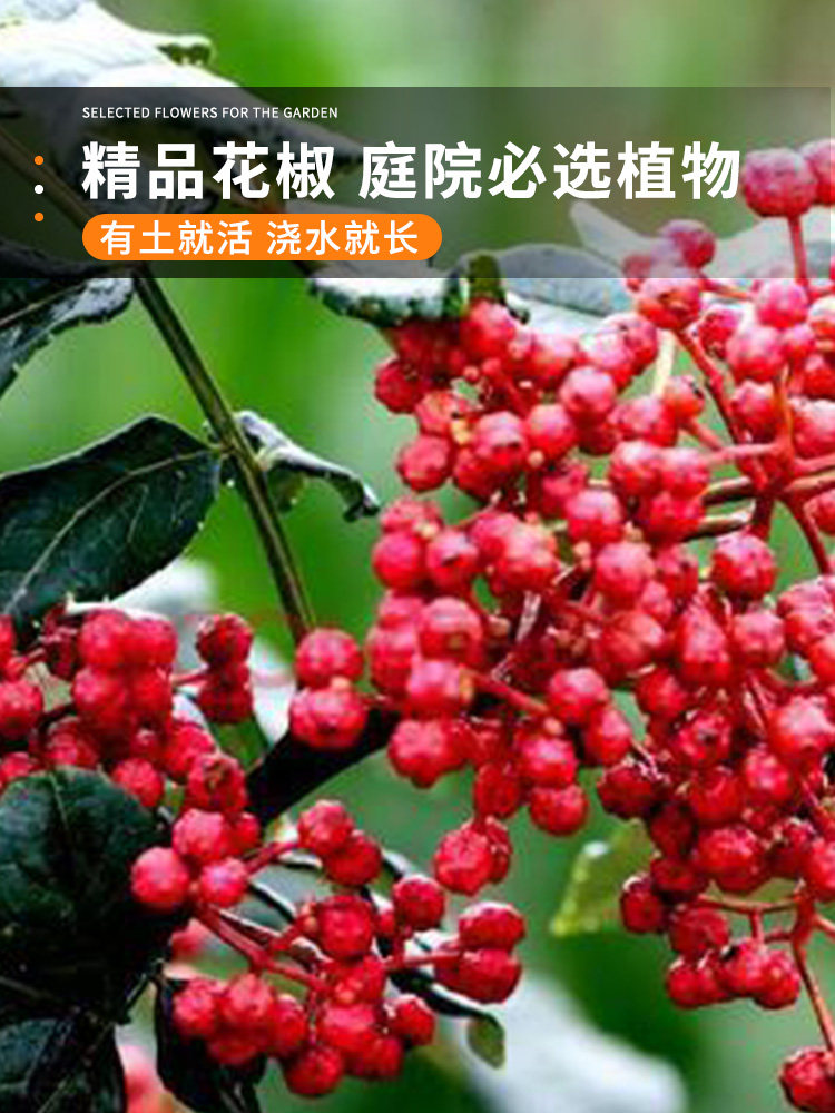 大红袍花椒种子青九叶树带刺图片