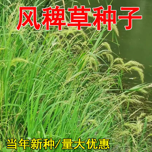 风稗草种子水稗子长稻田里养喂鱼草水稗草籽水草种子四季水生植物