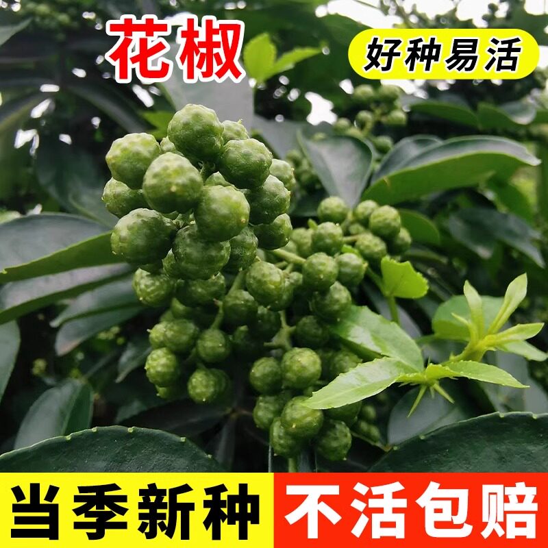 大红袍花椒种子青花椒种子图片