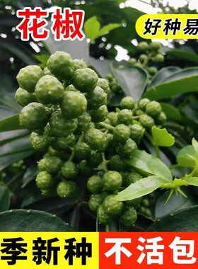 大红袍花椒种子青花椒种子